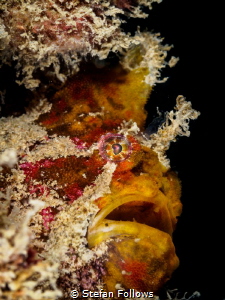 Wine Flu ... ! Frogfish - Antennarius sp. Chaloklum, Thai... by Stefan Follows 